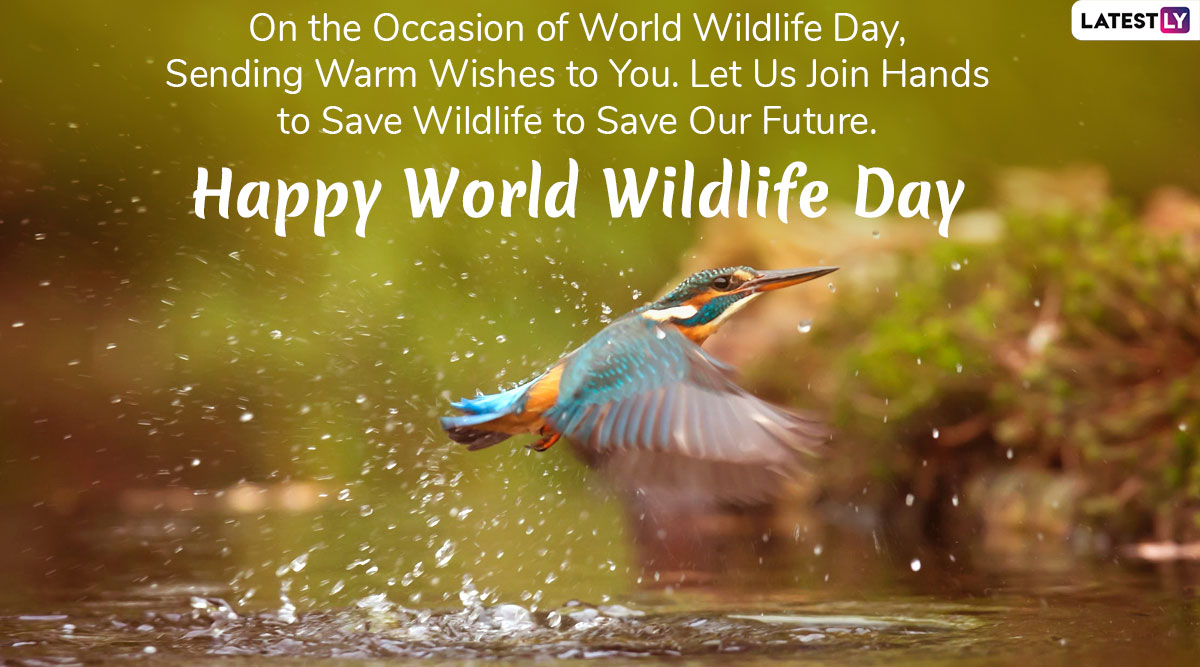 World Wildlife Day 2024 Images & HD Wallpapers for Free Download Online