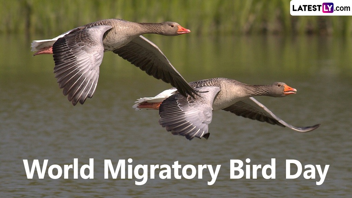 World Migratory Bird Day 2024 Images and Messages Important Quotes