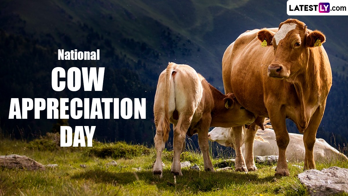 National Cow Appreciation Day 2024 India Jammie Chantalle