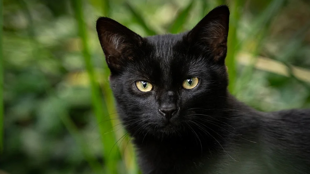 Black Cat Appreciation Day 2024 Quotes and Messages Share Powerful