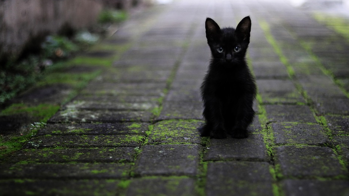 Black Cat Appreciation Day 2024 Quotes and Messages Share Powerful