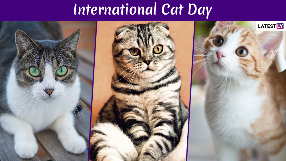 When Is International Cat Day 2024 Bibby Trista