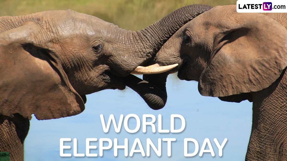 World Elephant Day 2024 HD Images and Wallpapers for Free Download