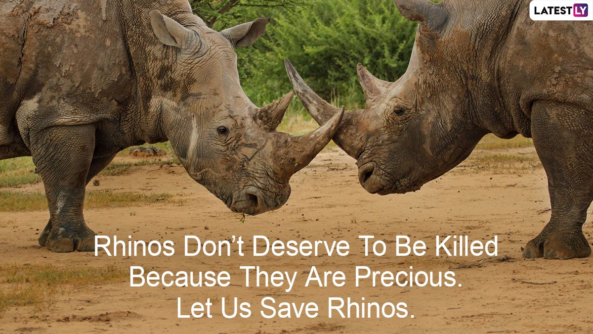 World Rhino Day 2024 2024 Quotes And Hd Images ‘save The Rhino