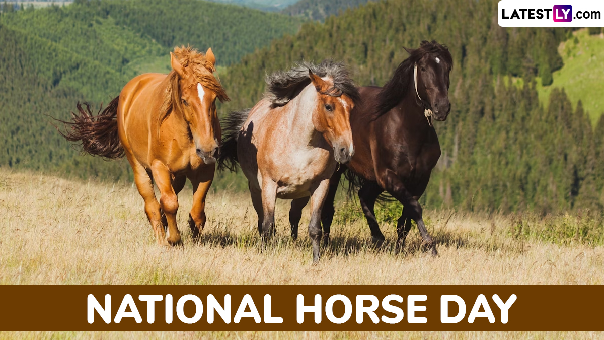 National Horse Day 2024 Messages Share WhatsApp Greetings, Wishes